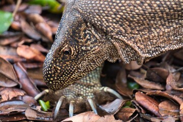 Land Monitor in Yala National Park, Sri Lanka