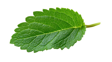 Fototapeta premium fresh mint leaves,A single, vibrant green leaf is shown against a black background. The leaf displays intricate vein patterns and a small stem. This image features a transparent background, making it 