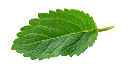 fresh mint leaves,A single, vibrant green leaf is shown against a black background. The leaf displays intricate vein patterns and a small stem. This image features a transparent background, making it 