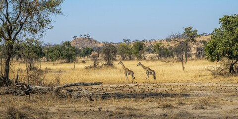 A herd of giraffes walking through the golden plains of a wildlife reserve