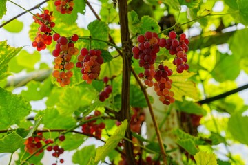 A cluster of ripe red grapes hangs from a green vine in a sunny vineyard, highlighting healthy...