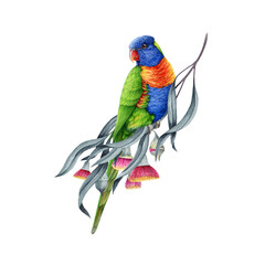Rainbow lorikeet on eucalyptus tree branch watercolor illustration. Trichoglossus moluccanus Australian native wildlife bird. Bright colorful parrot with floral leaf decoration on white background