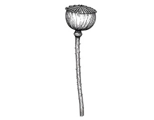 Poppy Seed Head Illustration