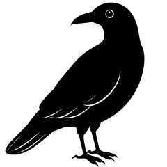 Fototapeta premium crow on a white background