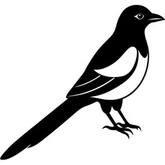 Obraz premium vector illustration of a duel bird
