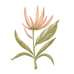 Hand drawn tropical exotic leaves, jungle leaves, botanical watercolor illustration, set isolated on white background.