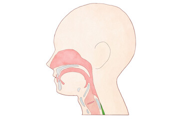 消化器の解剖生理　摂食嚥下の5期モデル　食道期
