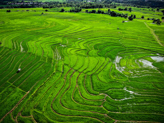 Stunning aerial view of lush green rice fields forming elegant natural curves. The vibrant patterns...