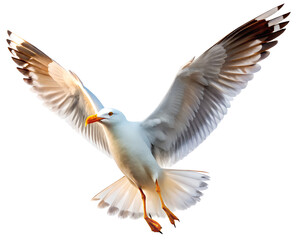 Obraz premium A majestic seagull with wings spread wide in flight isolated on white background