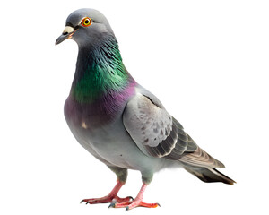 Naklejka premium A detailed close up of a pigeon with iridescent neck feathers isolated on white background