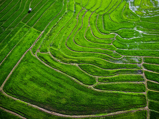 Stunning aerial view of lush green rice fields forming elegant natural curves. The vibrant patterns...