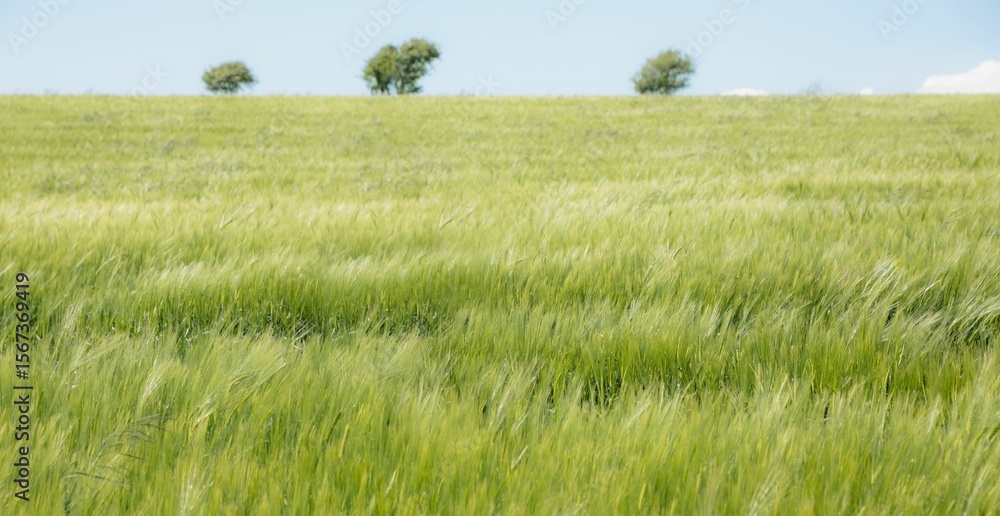 Poster flat design is showing sprawling green barley field swaying under clear sky with three small trees