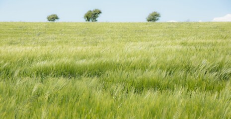 Flat design is showing sprawling green barley field swaying under clear sky with three small trees