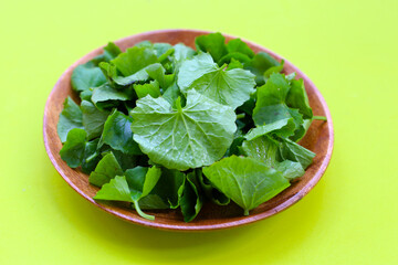 Gotu kola, fresh green leaves known for their medicinal properties in boosting memory and promoting healthy skin.
