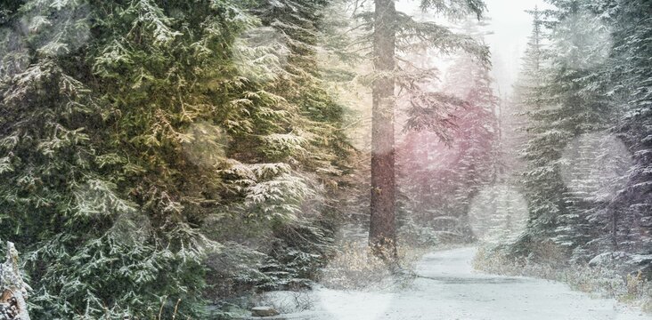 Fototapeta Defocused lights against snow covered trees