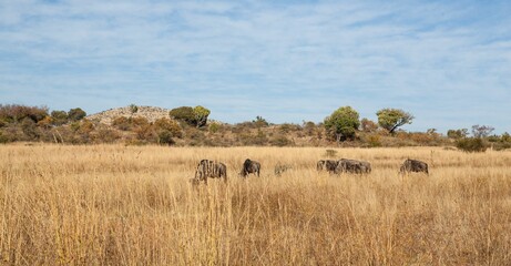 Herd of five wildebeest is grazing in flat design savannah with dry grasses and acacia trees