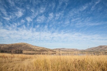 Grassy meadow is being shown in flat design with golden grasses, reflective lake, rolling hills