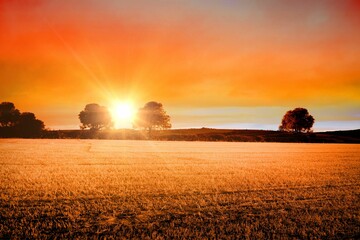 Flat design showing golden wheat stubble stretching at sunset, sun shining between deciduous trees