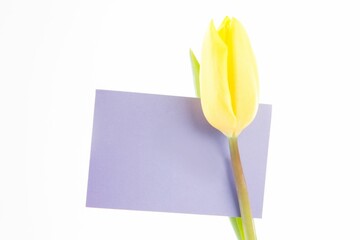 Yellow tulip bud is sliding over purple card on white backdrop in flat minimal design
