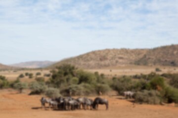 Defocused image of animals on field
