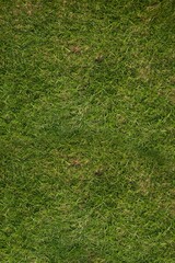 Continuous grass surface is showing flat design featuring dense green blades and brown patches