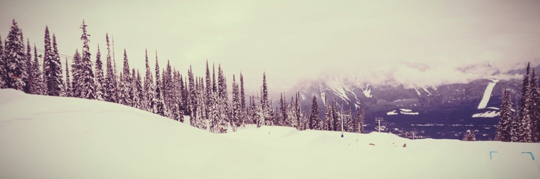 Fototapeta Snowcapped and forest during winter