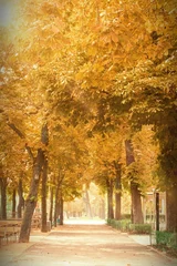 Papier peint photo Dirt path surrounded by trees in a park