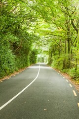 Forest road is winding through dense foliage tunnel with asphalt lines highlighted in flat design