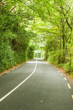Fototapeta Forest road is winding through dense foliage tunnel with asphalt lines highlighted in flat design