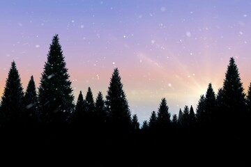 Fototapeta premium Snow falling on fir tree forest