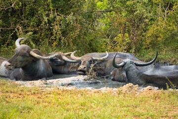Obraz premium Water Buffaloes in Yala National Park, Sri Lanka