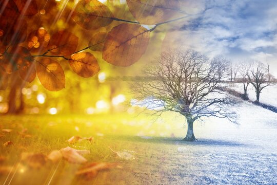 Fototapeta Blending autumn and winter flat design showing orange leaves lens-flare, snow field with bare tree