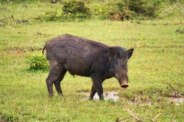 Indian Boar in Yala National Park, Sri Lanka