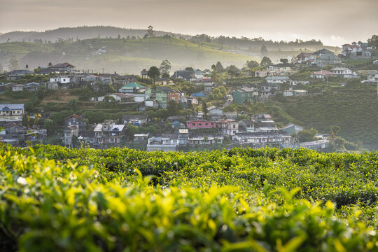 Hillside village with morning mist and green tea fields in the foreground