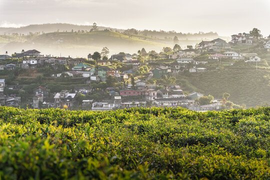 Hillside village with morning mist and green tea fields in the foreground