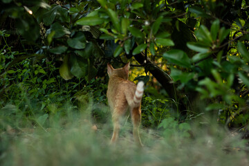 A ginger cat is seen from behind as it walks away into a dark, dense thicket of green leaves. A...