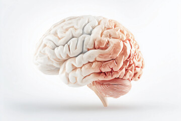 3D Rendered Brain Structure - Neuroscience and Healthcare Illustration