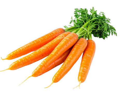 Fresh organic carrots with green tops tied together on a gray background