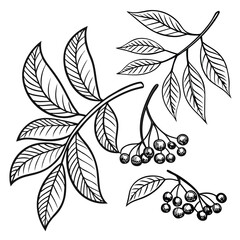 Black and white plant illustrations