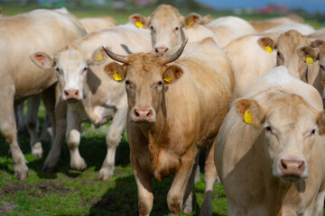 Cattle grazing in pasture. Herd of cattle. Livestock cow feeding on green grass. Grazing cows pasture on grassy field. Cattle on farm. Grazing cows on village. Open pasture with cows. Cattle herd.