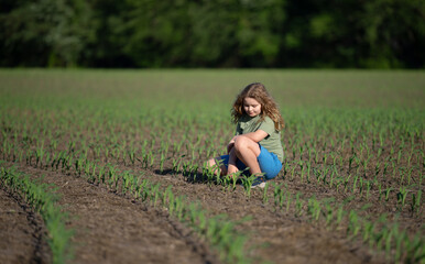 Fototapeta premium Eco farm. Child in eco-friendly corn field. Farming in green ecosystem. Eco farming concept. Organic farm land with child. Environment eco concept. Child farming. Kids hands caring environment.