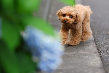 紫陽花の咲く道路を散歩するトイ・プードル