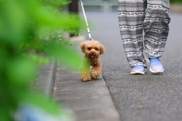 道路を散歩しているトイ・プードル