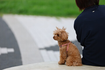 散歩中に飼い主さんと休憩しているトイ・プードル