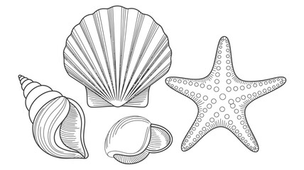 Vintage line art drawing of seashells and starfish on white background