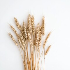 Fototapeta premium Golden Wheat Stalks on White Background.