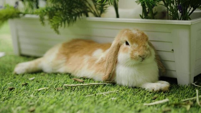 rabbit resting in the garden