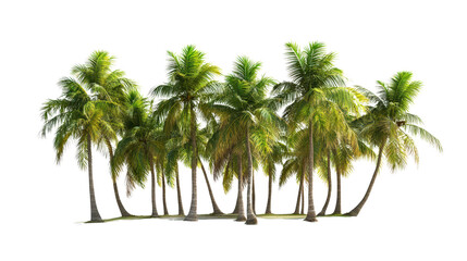 coconut trees forming a mini grove Transparent background, PNG