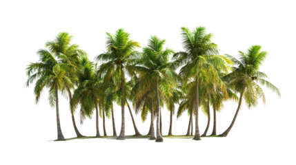 coconut trees forming a mini grove Transparent background, PNG