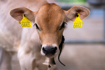 Dairy farming. Cute calf in a farm. Calf in the countryside. Farm life with cattle and calves....